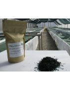 spiruline en brindille